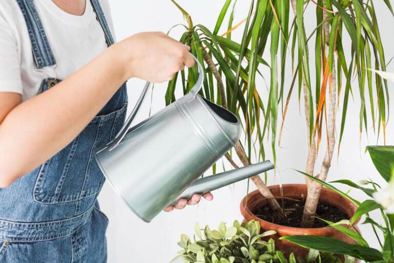 Como Saber se Sua Planta Está Recebendo a Quantidade Certa de Água